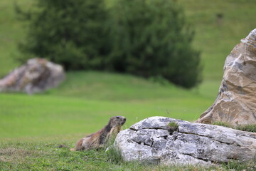 marmots in the field