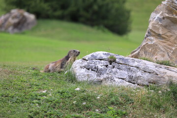 marmots in the field