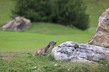 marmots in the field