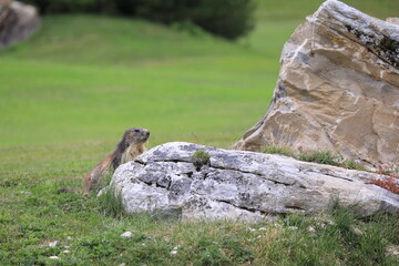 marmots in the field
