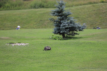 marmots in the field