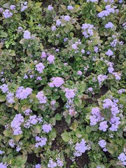 Obraz premium Summer flowers. Ageratum. Garden plants.