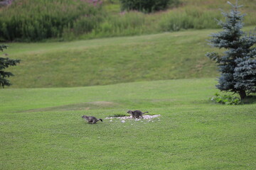 marmots in the field