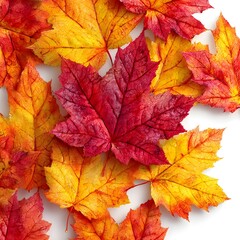 Fototapeta premium Vibrant autumn maple leaves in red, orange, and yellow with crisp veins and dew, arranged as a flat lay on a white background, natural fall foliage concept.