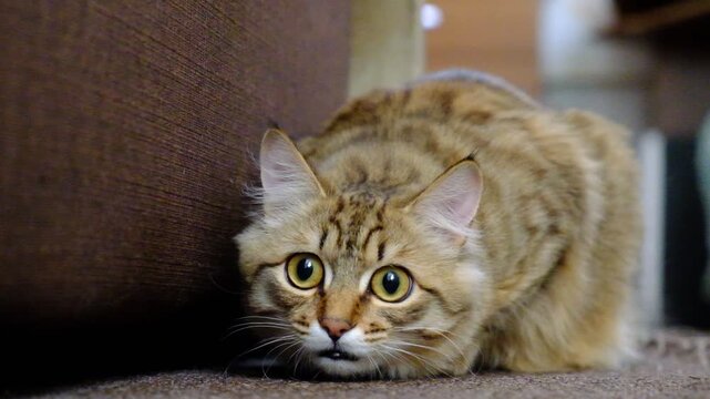 A wary cat carefully watches something, starring with intense. Close up. the cat's pupils dilated. Animal behavior	
