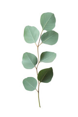 Green eucalyptus leaves on a stem isolated on transparent background