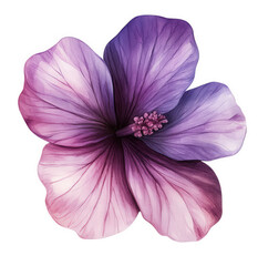 Obraz premium Purple and pink hibiscus flower isolated on transparent background