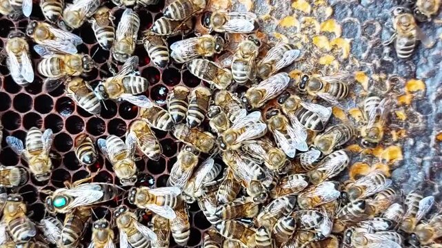 A close-up shot of honey bees diligently working on a honeycomb frame. The video shows the bees moving, building, and sealing cells filled with sweet honey, with the queen bee visible among them
