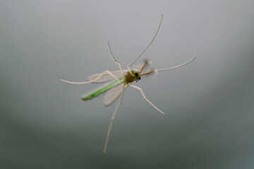 Close-up of a male mosquito on glass from the underside.
