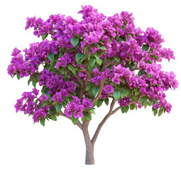 Fototapeta premium Vibrant purple bougainvillea tree in full bloom isolated on transparent background