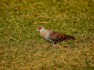 Speckled Pigeon Looking for Food