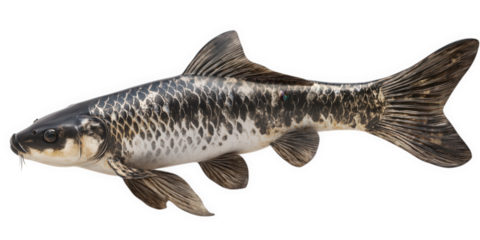 A single black and white patterned fish swimming isolated on transparent background