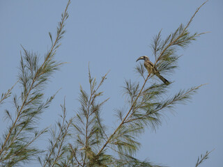 African Grey Hornbill Perched in Tree
