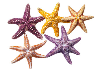Five colorful starfish isolated on transparent background