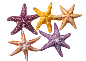 Five colorful starfish isolated on transparent background