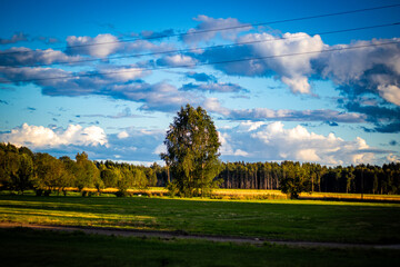 Obraz premium A solitary tree stands in a sun-drenched green field, surrounded by golden grass and distant forests. The sky above is filled with dynamic clouds under a deep blue backdrop.