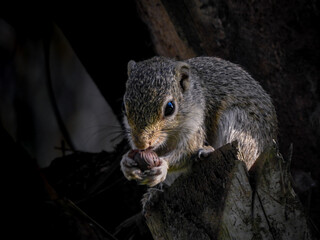Close-up of Gambian Sun Squirrel