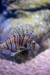 An Aquarium Journey: Mediterranean and Caribbean Fish in One Natural Display