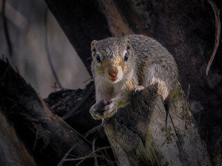 Gambian Sun Squirrel Looking at Camera