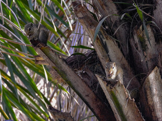 Pair of Gambian Sun Squirrels Eating in Tree