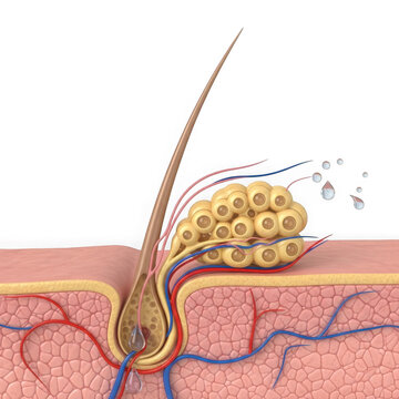 Close up of a human hair follicle with sebaceous gland and oil production
