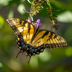 A male Eastern Tiger Swallowtail butterfly feeding on a flower