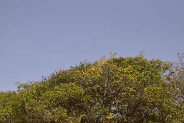 Árvore de caatigueira no sertão nordestino e céu azul. Vegetação de caatinga do nordeste brasileiro