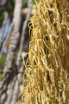 Planta amarelada e murcha pelo sol e pelo calor, desidrata&ccedil;&atilde;o de flor amarela