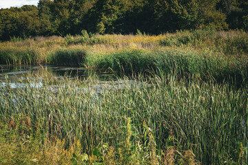 a tranquil wetland natural scene. a still body of water, surrounded by lush vegetation