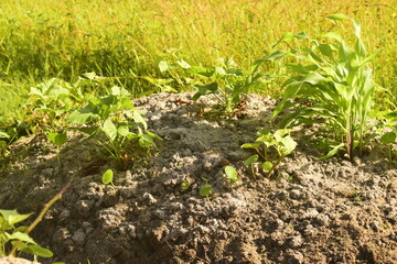 Plantação de agricultura na beira de rio alagado, riacho com mato e plantas de água com cultivo de milho e batata