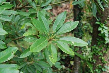 Ilex rotunda subsp. microcarpa leaves, fruits, and tree form