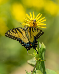 A male Eastern Tiger Swallowtail butterfly feeding on a flower