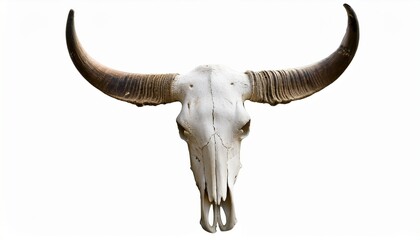 bull cow skull with horns attached isolated on a white background