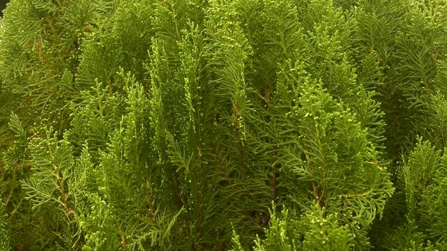 Galhos de pinheiro frondoso balan&ccedil;ado ao vento visto de perto, brisa suave pelas folhas da &aacute;rvore 