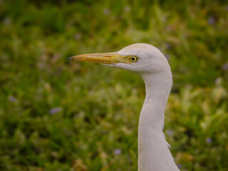 Close-up of Western Cattle Egret Head