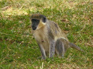 Female Green Monkey Surprised