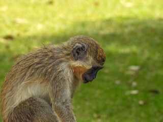 Juvenile Green Monkey Inspecting Ground