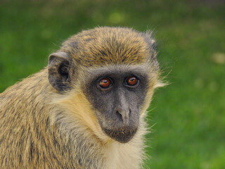 Close-up of Green Monkey Looking at Camera