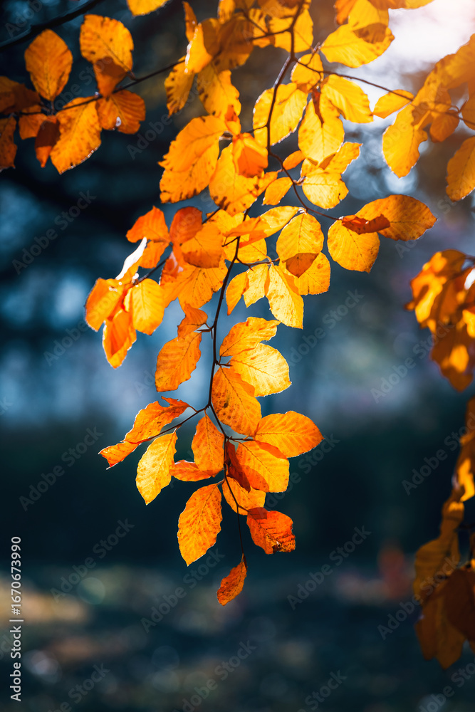 Wall mural close-up of yellow leaves on branches with blurred bokeh in the autumn forest illuminated by the ray