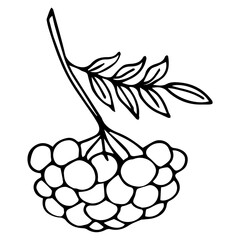 A branch of ripe rowan berries. Black and white vector illustration. Coloring.