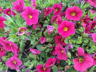 Summer flowers. Calibrachoa. Garden plants.