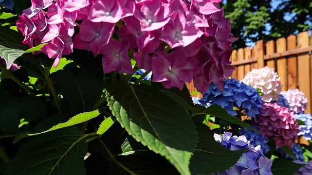 Hydrangea macrophylla shrubs add vibrant color to a peaceful backyard garden, showcasing various shades of pink, blue, and white