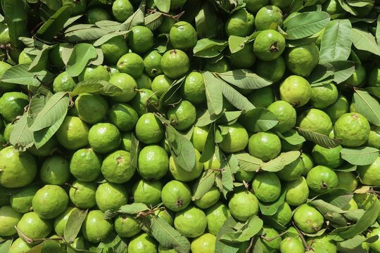 Fresh sweet guava in the market	