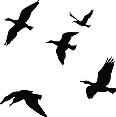 A Silhouette Symphony Birds in Flight against a Clean Canvas Inspiring Freedom and Natural Beauty Capturing the Essence of Avian Grace
