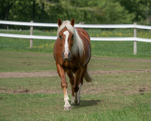 Fototapeta premium Chestnut Horse with White Mane Walking in a Grassy Field
