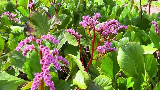 Pink flowers of Limonium or sea-lavender, statice, caspia or marsh-rosemary against a background of lush green leaves in a garden flowerbed.