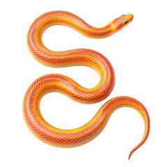 Fototapeta premium Vibrantly colored corn snake coiled in elegant motion against black transparent background
