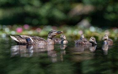 Mother duck with her ducklings on a pond