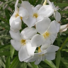 white orchid flower