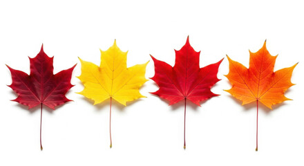 Fototapeta premium Vibrant fall maple leaves displaying autumn colors on white background representing seasonal change